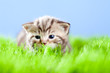 little tabby kitten Scottish lying on green grass little tabby kitten Scottish lying on green grass