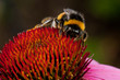 Pink Echinacea flower Pink Echinacea flower