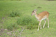 young deer posing in the forest, germany young deer posing in the forest, germany