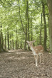 wilderness animal of fallow deer in Black Forest, Germany wilderness animal of fallow deer in Black Forest, Germany