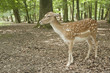 wilderness animal of fallow deer in Black Forest, Germany wilderness animal of fallow deer in Black Forest, Germany