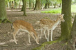 wilderness animal of fallow deer in Black Forest, Germany wilderness animal of fallow deer in Black Forest, Germany