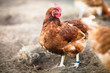 Closeup of a hen in a farmyard (Gallus gallus domesticus) Closeup of a hen in a farmyard (Gallus gallus domesticus)