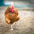 canvas print picture - Closeup of a hen in a farmyard (Gallus gallus domesticus)