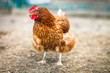 Closeup of a hen in a farmyard (Gallus gallus domesticus) Closeup of a hen in a farmyard (Gallus gallus domesticus)
