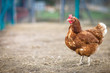 Closeup of a hen in a farmyard (Gallus gallus domesticus) Closeup of a hen in a farmyard (Gallus gallus domesticus)