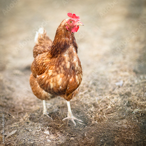 Photo: Closeup of a hen in a farmyard (Gallus gallus domesticus) Closeup of a hen in a farmyard (Gallus gallus domesticus)