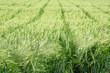 Green wheat field on a summer day