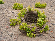 Santorini vine basket in spring