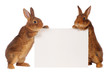 two rabbit