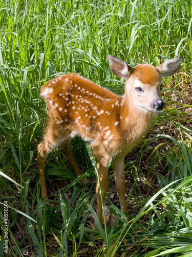 Foto: Deer Fawn Deer Fawn