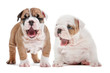 Photo en ligne au meilleur prix yawning puppies