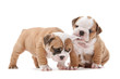 Photo en ligne au meilleur prix playing puppies