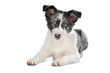 blue merle border collie puppy
