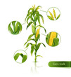 Corn stalk