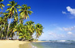 Coconuts palm Coconuts palm