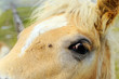 particolare occhio cavallo con criniera bianca particolare occhio cavallo con criniera bianca
