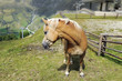 alta montagna - cavallo con criniera bianca alta montagna - cavallo con criniera bianca