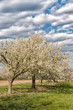 Kirschblüte in Wiesbaden-Frauenstein/Deutschland Kirschblüte in Wiesbaden-Frauenstein/Deutschland