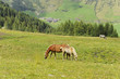 Foto: cavalli con criniera bianca al pascolo cavalli con criniera bianca al pascolo