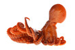 Cooked baby octopus