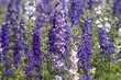 Field of Rocket Larkspur