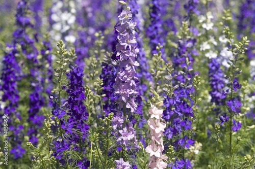Photo: Field of Rocket Larkspur Field of Rocket Larkspur