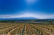Vignoble des Pyrénées-Orientales sur sol caillouteu Vignoble des Pyrénées-Orientales sur sol caillouteu