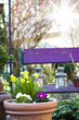 Spring flowers