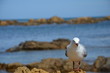 Photo en ligne au meilleur prix mouette en nouvelle zelande