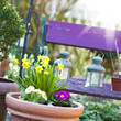 Spring flowers