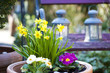 canvas print picture - Spring flowers