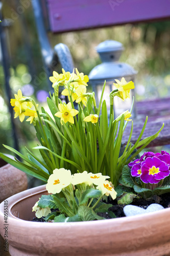 Foto: Spring flowers Spring flowers