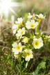 Primrose/Primula veris