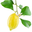 Lemon on a branch with leaves and a flower