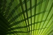 Palm leaf background.