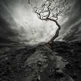 Dramatic sky over old lonely tree. - Fine Art prints