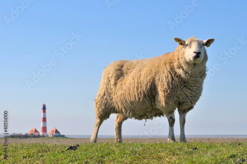 Photo: Schaf-Westerheversand Schaf-Westerheversand