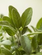 Fresh Sage