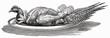 Pheasant on silver platter (illustration)