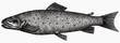 Trout (illustration)