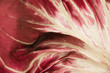 Radicchio leaf (detail)