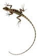 lézard