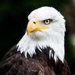 Portrait Of A Bald Eagle
