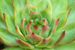 Photo: Green brown Echeveria Succulent Plant Green brown Echeveria Succulent Plant