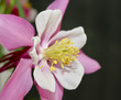 A Pink Columbine Flower in the Buttercup Family