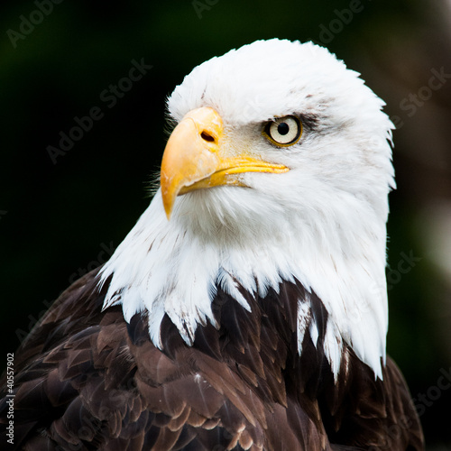 Photo: Portrait of a bald eagle Portrait of a bald eagle