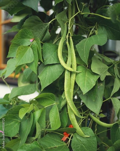 Photo: Runner beans and flowers on the plant Runner beans and flowers on the plant