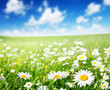 field of daisy flowers