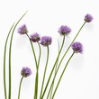 Flowering chives